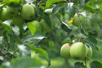 Golden Delicious Apple. Fresh green juicy apple in organic garden. Copy space for your text. Soft focus