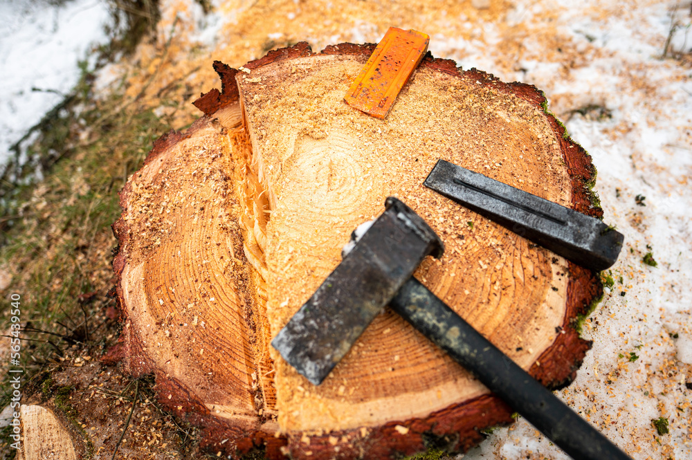 Poster wedges and a hammer lying on a stump of a felled tree.