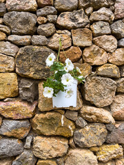 flor blanca en maceta