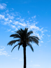 tree with green leaves, blue and calm sky