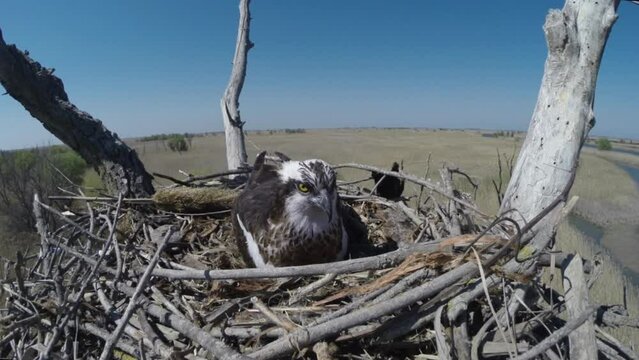 Hawk eagle-snake-eater incubates chicks close-up. Eagle-snake-eater (Circaetus gallicus, Circaetus ferox) on a nest in a tree. Bird of prey of hawk family close-up.