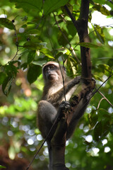 Affe in Singapur II