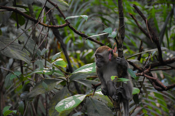 Affe in Singapur III