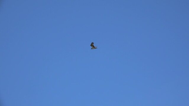 Eagle-snake-eater flies on a clear blue sky. Eagle-snake-eater (Circaetus gallicus, Circaetus ferox).