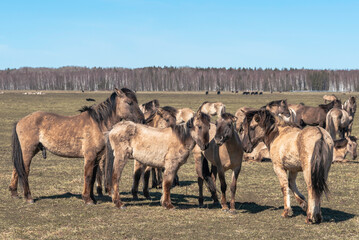 Herd of wild Konik horses on the pasture in Latvia © Julija