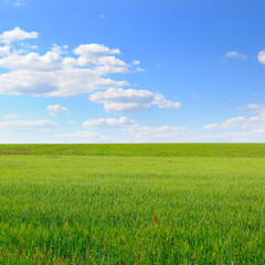 Obraz premium Green wheat field and blue sky.