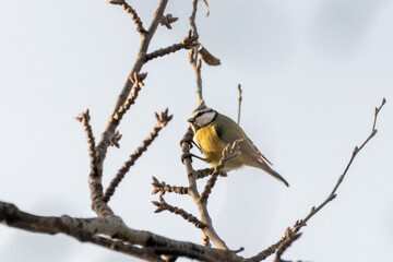 Eurasian Blue Tit perched on a tree branch
