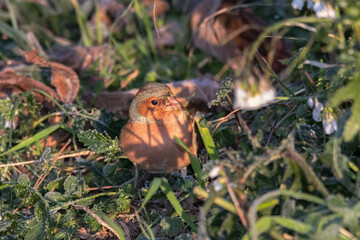 Common Chaffinch in a garden in winter