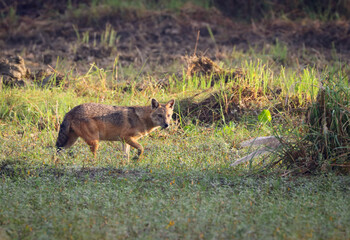 golden jackal, also called common jackal, is a wolf-like canid that is native to Southeast Europe, Central Asia, Western Asia, South Asia, and regions of Southeast Asia.