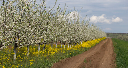 Plum orchard in the flowering period. White and yellow flowers in spring.