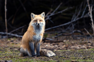 Fox staring at camera with dark background and green grass