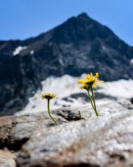 Doronicum Grandiflorum in the Mountains