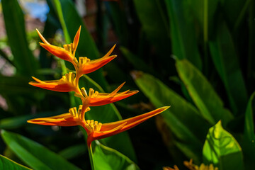 Bright orange Heliconia or Lobster-claws, a colorful tropical flowering plant for garden decoration. Hight quality photo