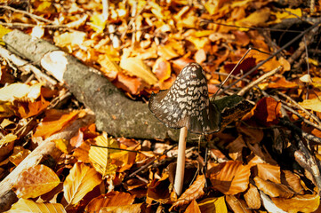 Poisonous mushroom in the autumn forest. Nature, danger