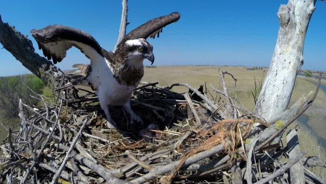 Eggs of hawk eagle-snake-eater in nest and their mom. Eagle-snake-eater (Circaetus gallicus, Circaetus ferox) on a nest in a tree. Bird of prey of hawk family close-up.