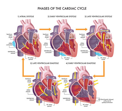 Medical illustration of the phases of the cardiac cycle, with annotations.