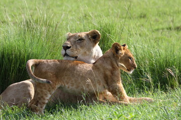 Lioness with her cub resting in high green grass