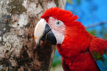 Portrait of the head of a red green macaw (Ara chloropterus), also known as the green winged macaw. Wild bird in a tree, Amazon rainforest near Balbina, Amazonas, Brazil.