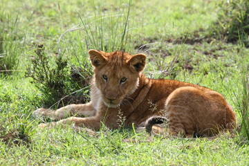 Close-up of a cute lion cub resting on green grass and looking into camera