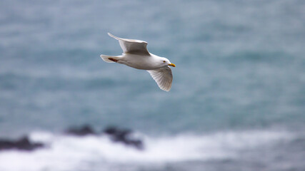 Iceland gull (Larus glaucoides) flying over the Atlantic ocean with the rock formations in the background on Reynisfjara beach, Iceland. 