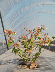 Close up of a view to greenhouses, blueberry flowers farmyard with a lot of fresh blueberries