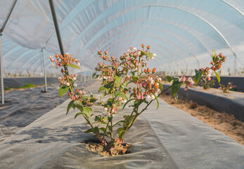 Close up of a view to greenhouses, blueberry flowers farmyard with a lot of fresh blueberries
