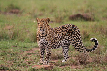 Leopard walking down a rocky hill slope looking into camera