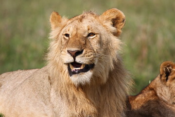 Young lion rests on green grass beside his mother lioness and starts to yawn