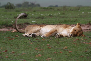 Portrait of a lioness resting on green grass after mating