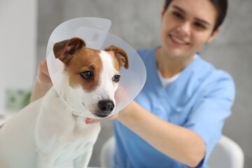 Veterinarian putting medical plastic collar on Jack Russell Terrier dog in clinic, focus on pet