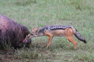 Hungry black backed young jackal sniffing hippo carcass looking for food