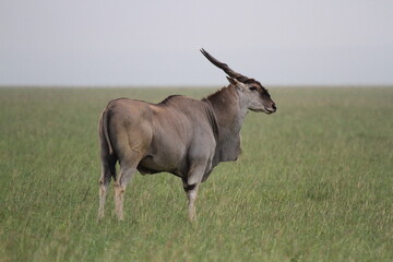 Naklejka na ściany i meble Common eland antelope standing on green grass looking for danger. Side view.