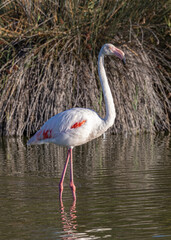 Flamingo at the Ornithological Park of Pont de Gau.