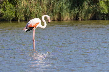 Flamingo at the Ornithological Park of Pont de Gau.