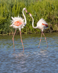 Obraz premium Flamingos at the Ornithological Park of Pont de Gau.