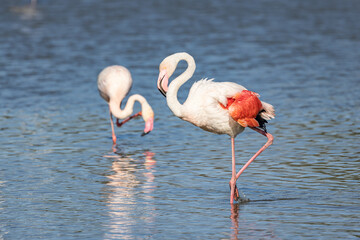 Obraz premium Flamingos at the Ornithological Park of Pont de Gau.
