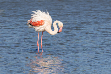 Flamingo at the Ornithological Park of Pont de Gau.