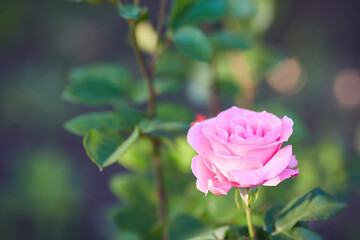 closeup of pink rose bush