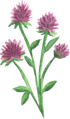 Violet field flowers. Botanical illustration. Watercolor clipart.
