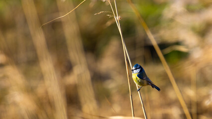Beautiful colorful Eurasian blue tit bird clinging to reeds spotted in Poland. Birds of Europe. 