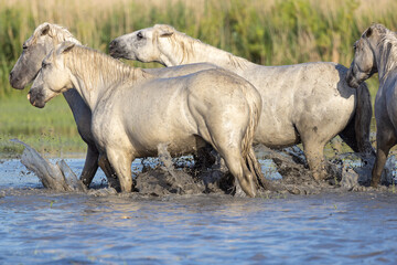 Fototapeta premium Horses in the marshes of the Camargue.