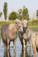 Fototapeta premium Horses in the marshes of the Camargue.