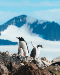 An older gentoo chick has had enough of his mother ignoring him over his younger sister and decides to head off on his own down the mountain to find food. Brown Bluff, the Antarctic peninsula.
