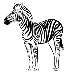 Fototapeta na wymiar standing zebra vector illustration 