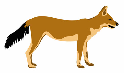 	
vector illustration of a dhole/Asian wild dog on white background