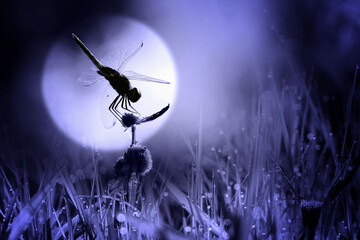 dragonfly perched on the grass with the moon in the background