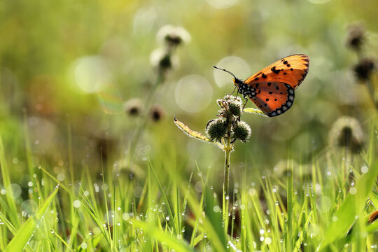 butterfly perched on the grass