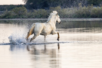 Fototapeta na wymiar Horse running through the marshes of the Camargue.