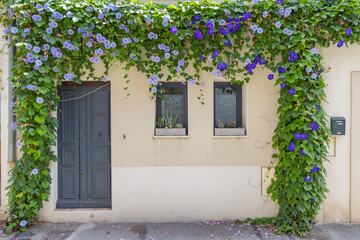 Fototapeta na wymiar Blue morning glory flowers on a house in Provence.