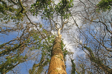 Fototapeta premium Looking up Beech trees in Autumn 